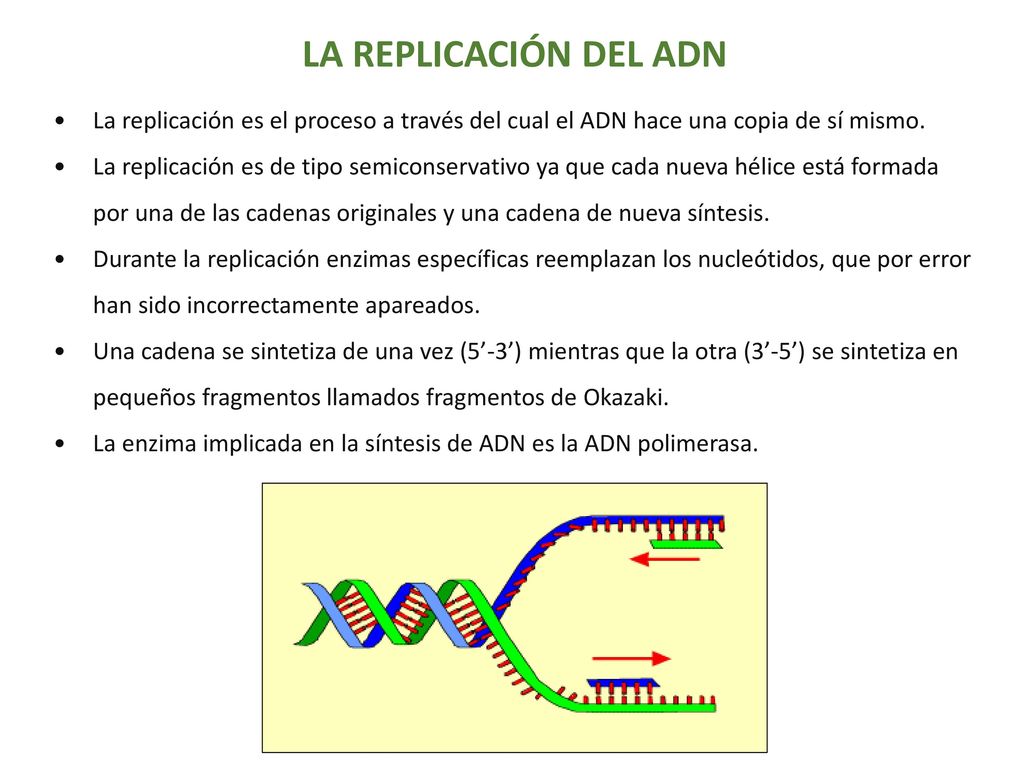 LA REPLICACIÓN DEL ADN La replicación es el proceso a través del cual el ADN hace una copia de sí mismo.