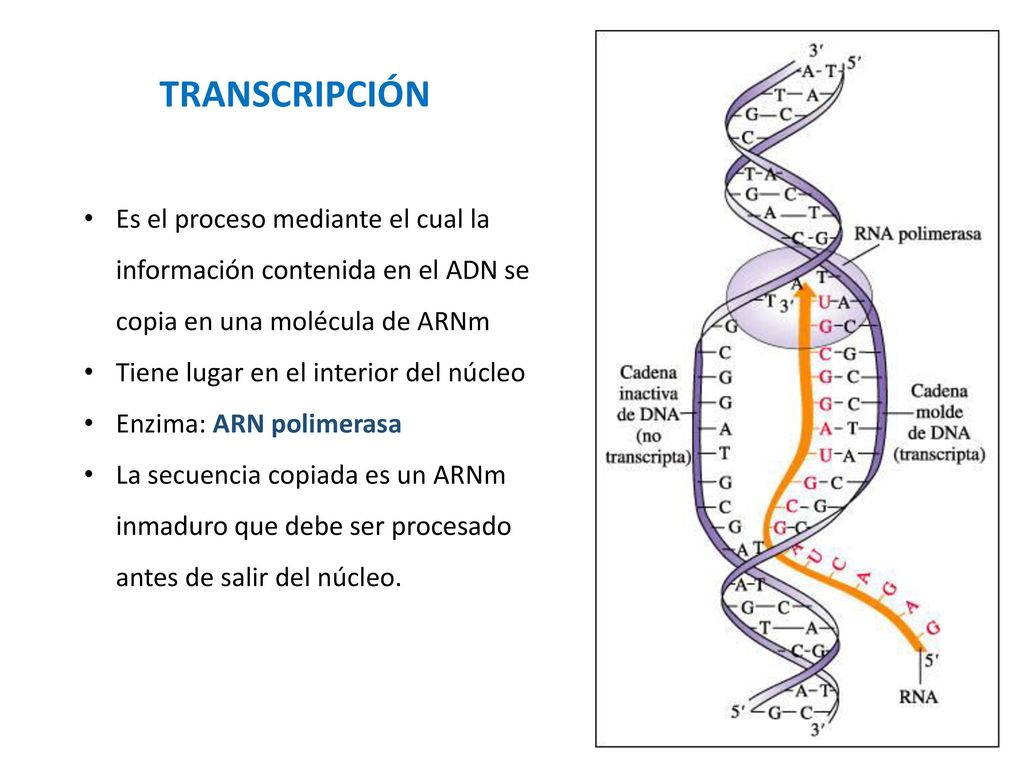 TRANSCRIPCIÓN Es el proceso mediante el cual la información contenida en el ADN se copia en una molécula de ARNm.
