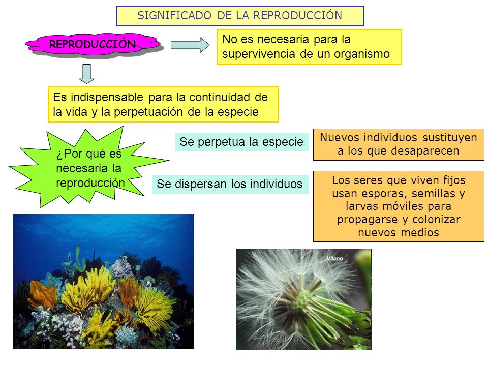 No es necesaria para la supervivencia de un organismo