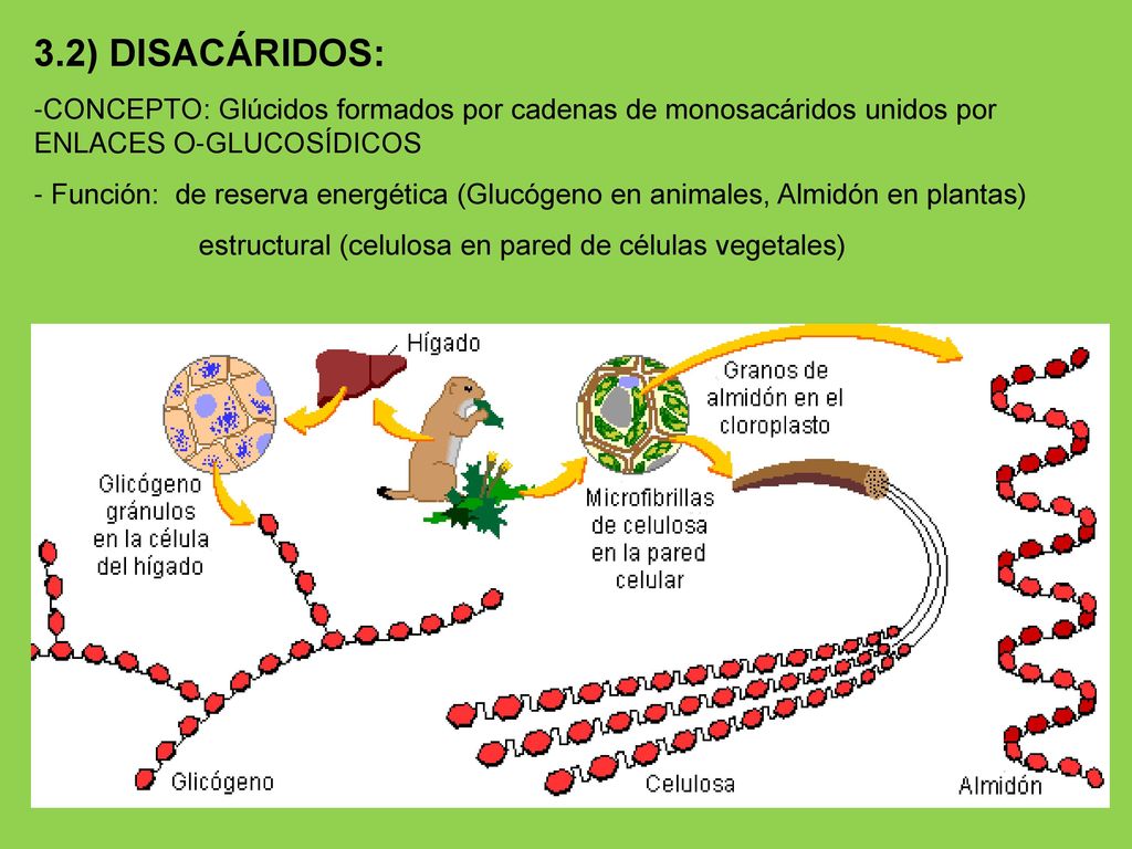 3.2) DISACÁRIDOS: -CONCEPTO: Glúcidos formados por cadenas de monosacáridos unidos por ENLACES O-GLUCOSÍDICOS.