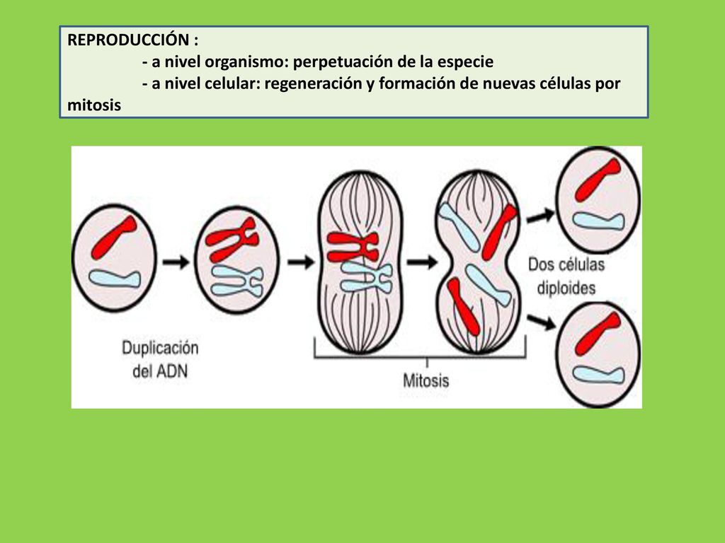 REPRODUCCIÓN : - a nivel organismo: perpetuación de la especie.