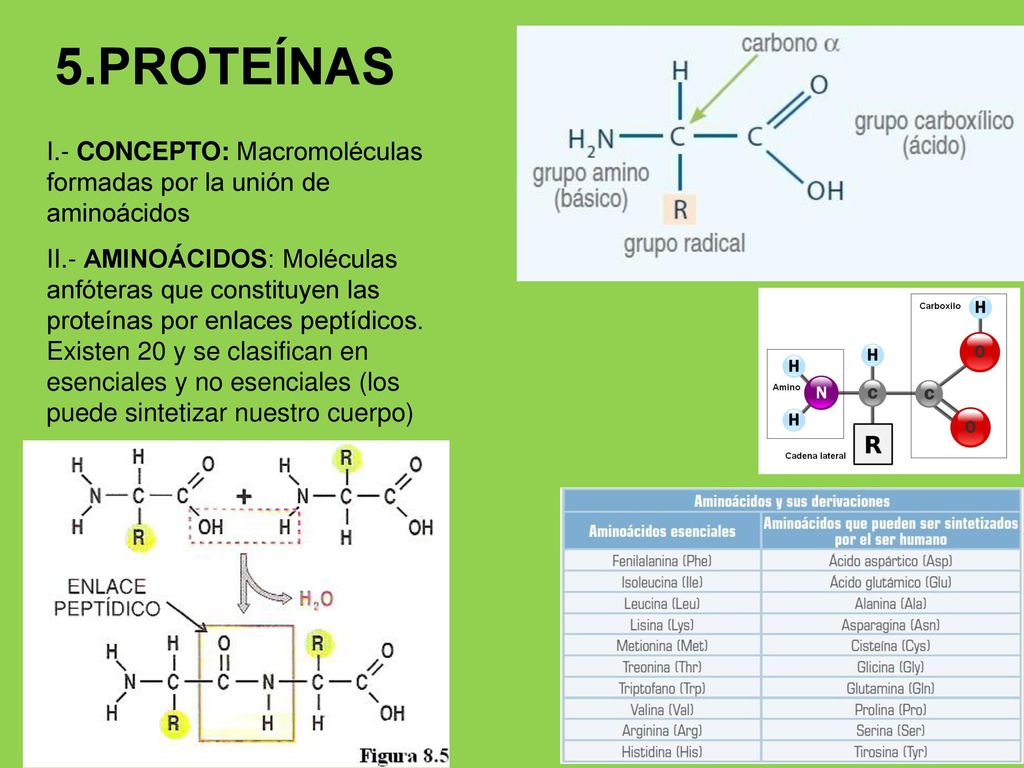5.PROTEÍNAS I.- CONCEPTO: Macromoléculas formadas por la unión de aminoácidos.