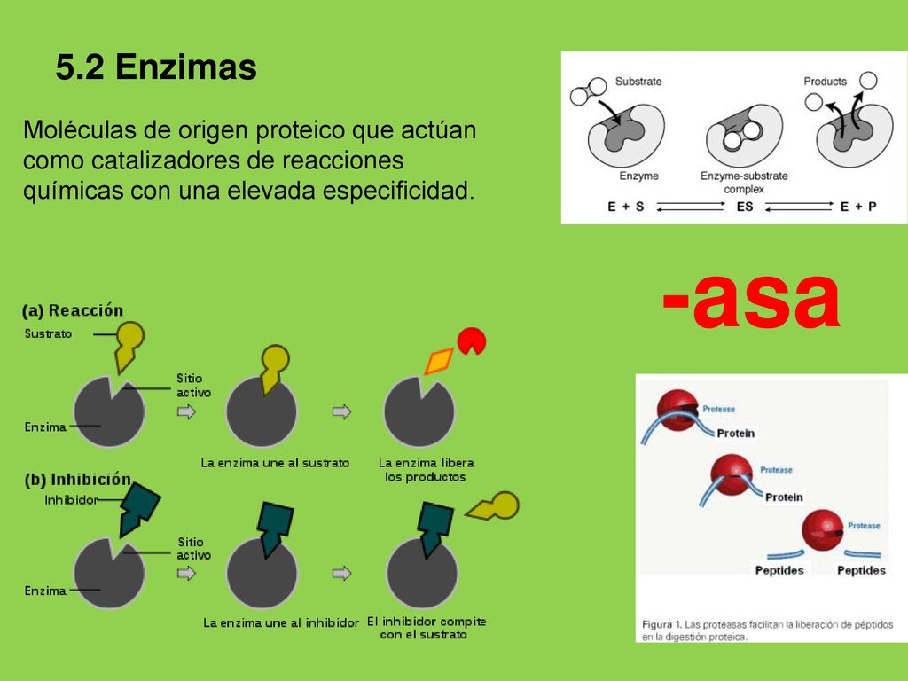 5.2 Enzimas Moléculas de origen proteico que actúan como catalizadores de reacciones químicas con una elevada especificidad.