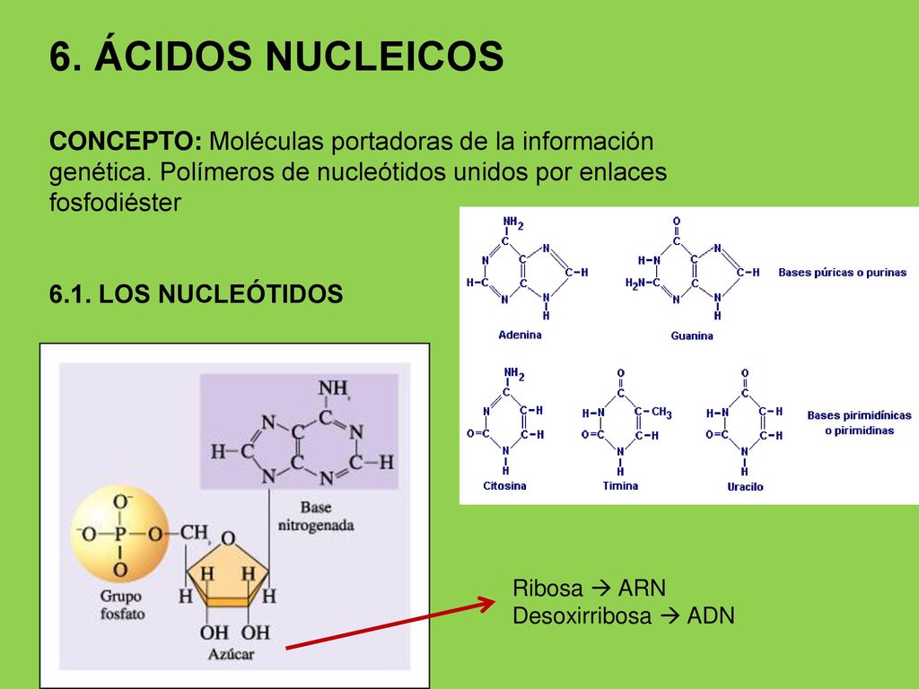 6. ÁCIDOS NUCLEICOS CONCEPTO: Moléculas portadoras de la información genética. Polímeros de nucleótidos unidos por enlaces fosfodiéster.