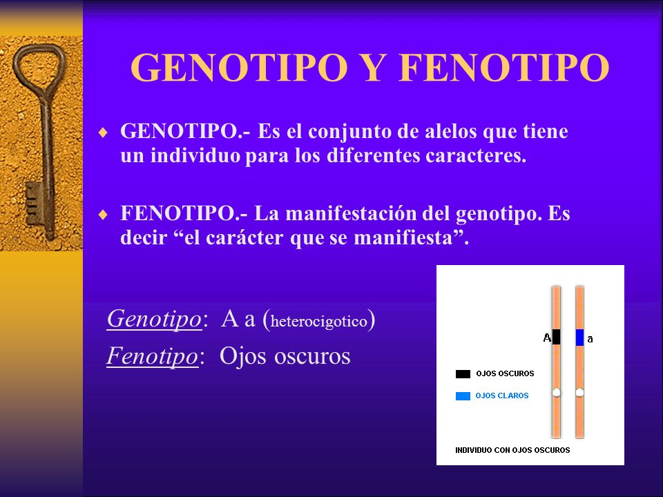 GENOTIPO Y FENOTIPO Genotipo: A a (heterocigotico)