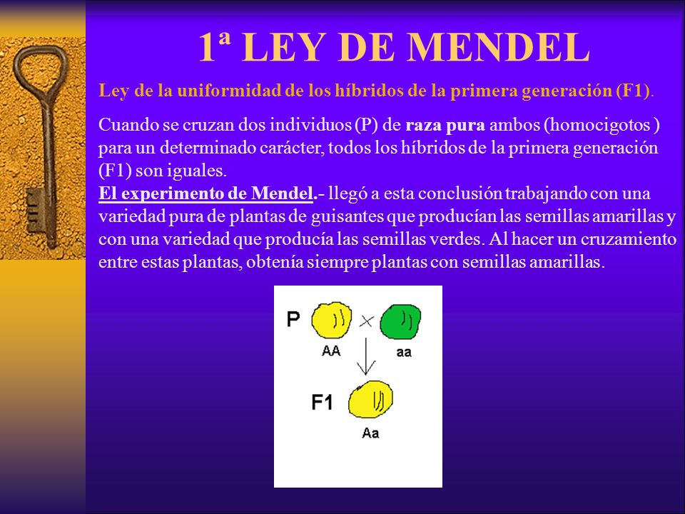 1ª LEY DE MENDEL Ley de la uniformidad de los híbridos de la primera generación (F1).