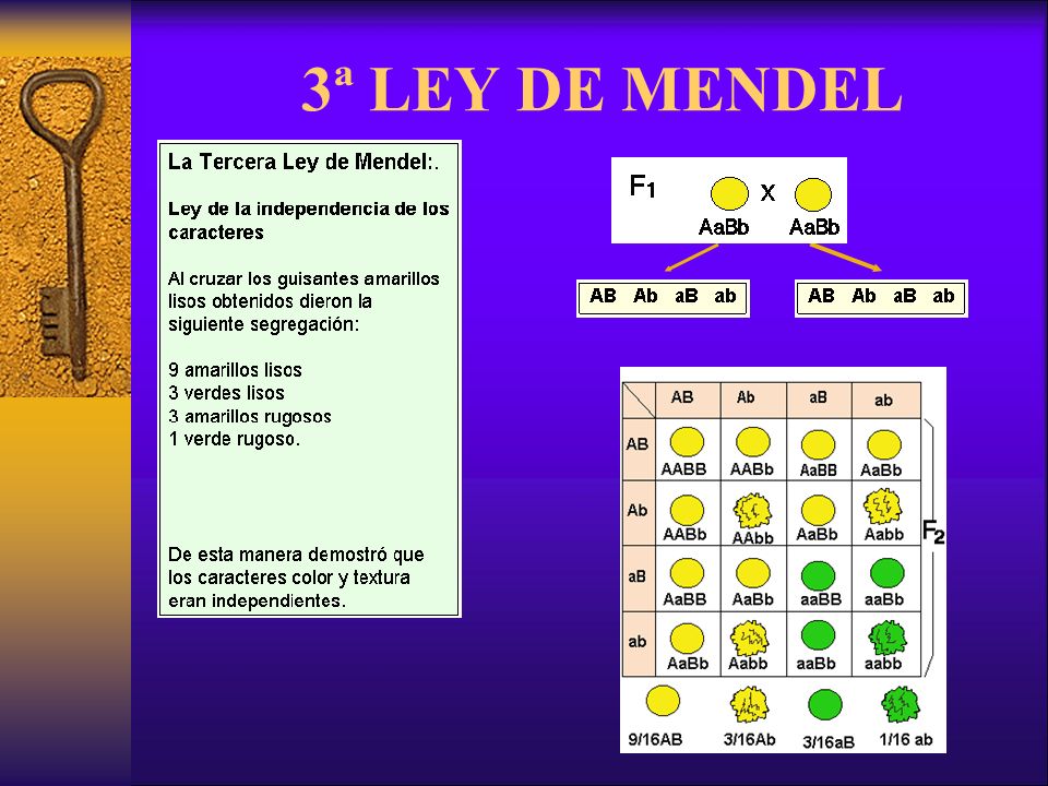 3ª LEY DE MENDEL