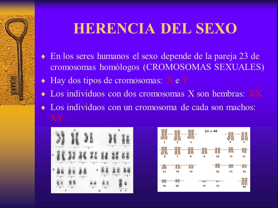 HERENCIA DEL SEXO En los seres humanos el sexo depende de la pareja 23 de cromosomas homólogos (CROMOSOMAS SEXUALES)