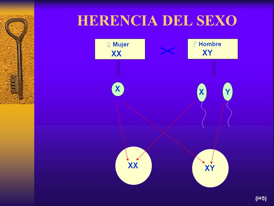 HERENCIA DEL SEXO ♀ Mujer ♂ Hombre XX XY X X Y XX XY (i+5)