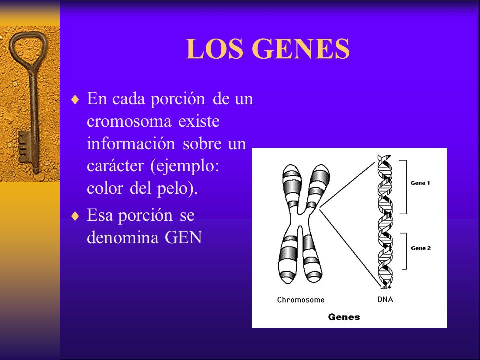 LOS GENES En cada porción de un cromosoma existe información sobre un carácter (ejemplo: color del pelo).