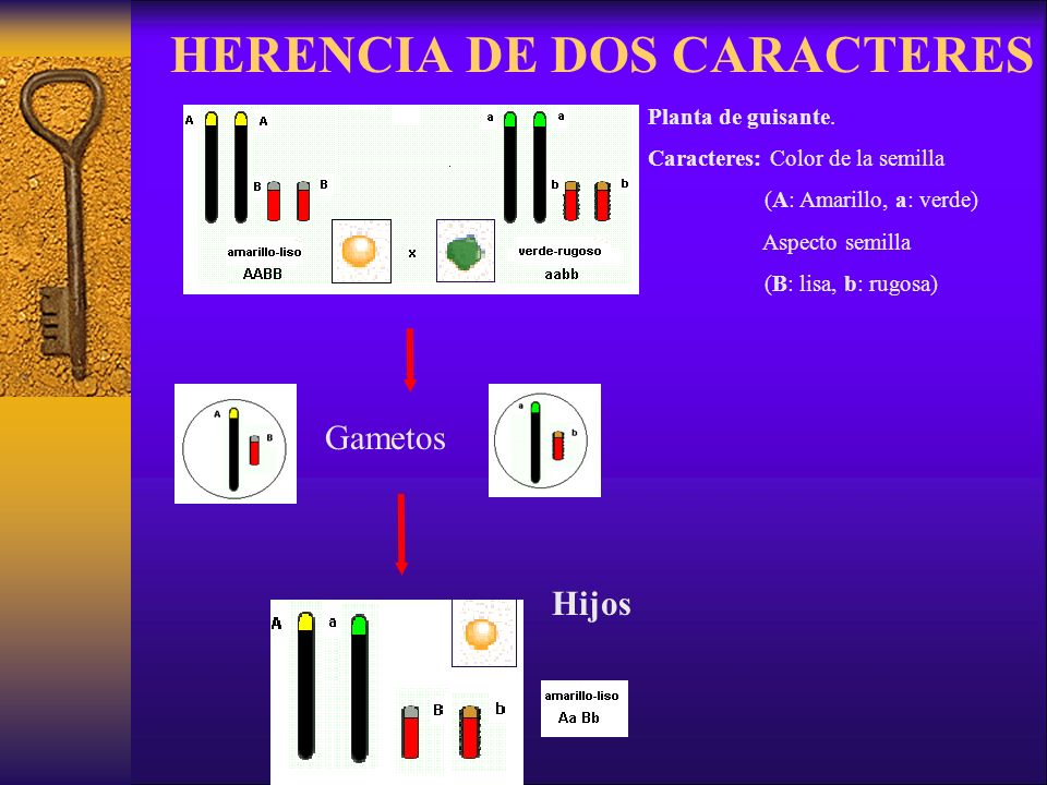 HERENCIA DE DOS CARACTERES