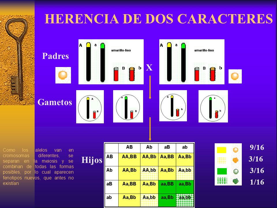 HERENCIA DE DOS CARACTERES