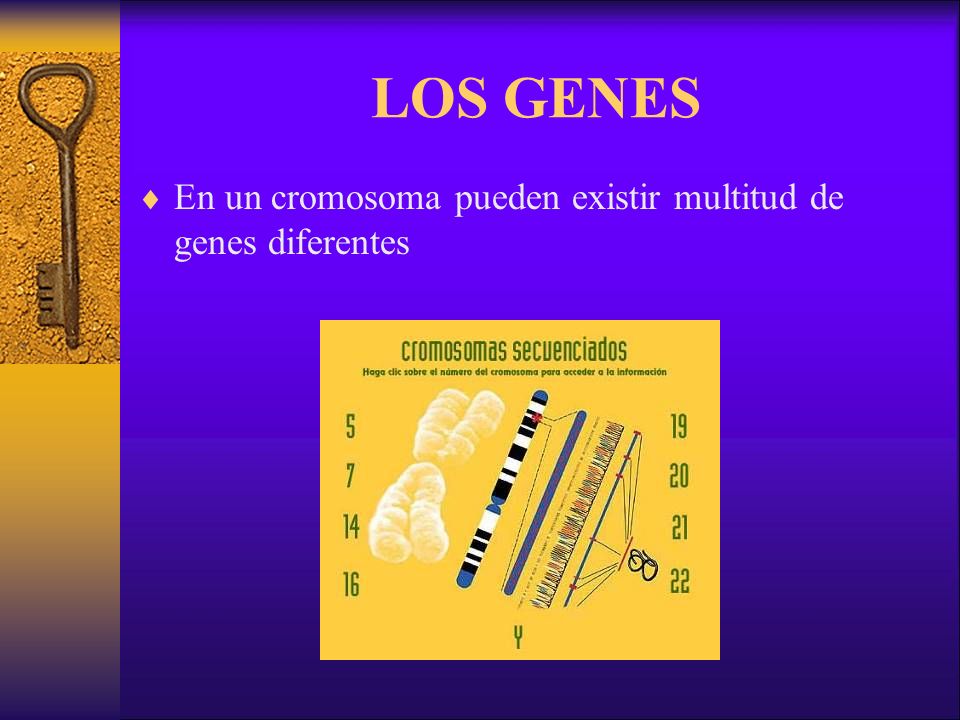 LOS GENES En un cromosoma pueden existir multitud de genes diferentes