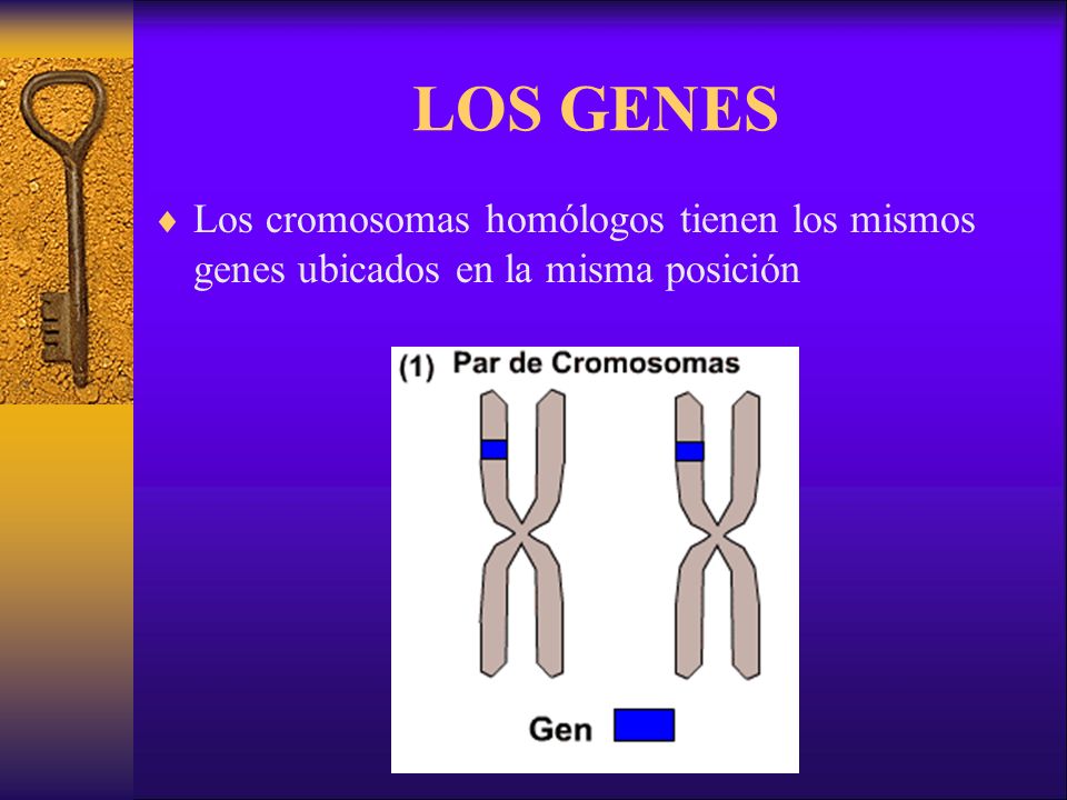 LOS GENES Los cromosomas homólogos tienen los mismos genes ubicados en la misma posición