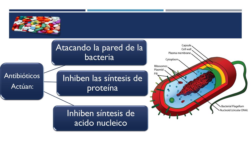 Atacando la pared de la bacteria Inhiben las síntesis de proteína