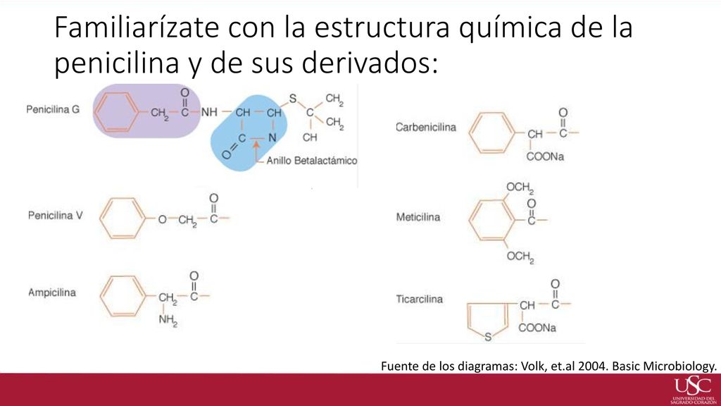 Familiarízate con la estructura química de la penicilina y de sus derivados: