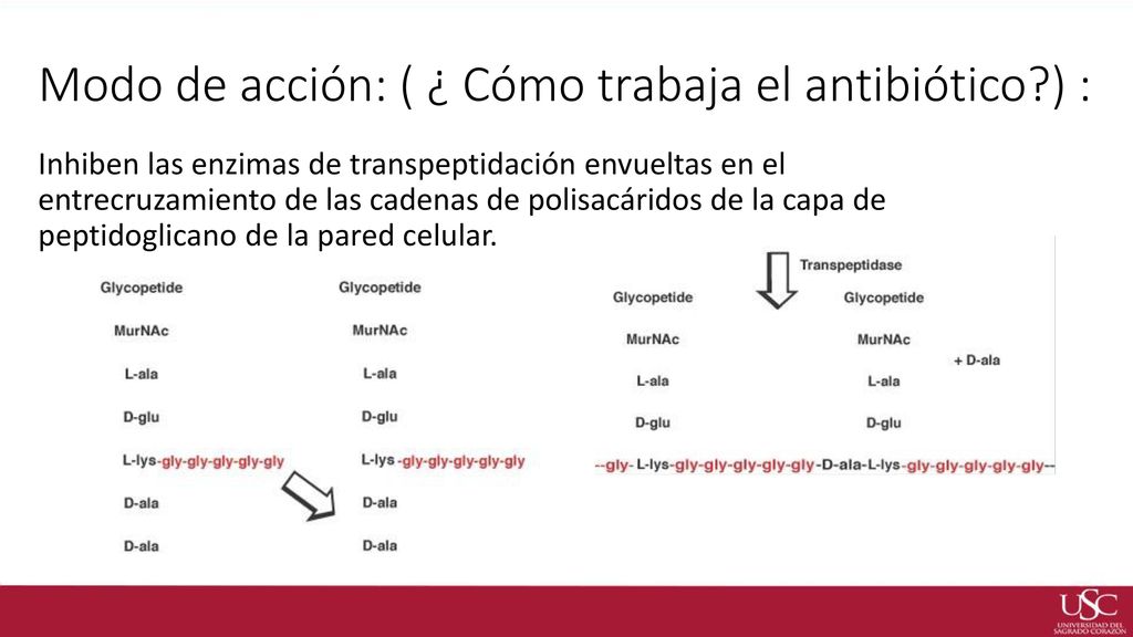 Modo de acción: ( ¿ Cómo trabaja el antibiótico ) :