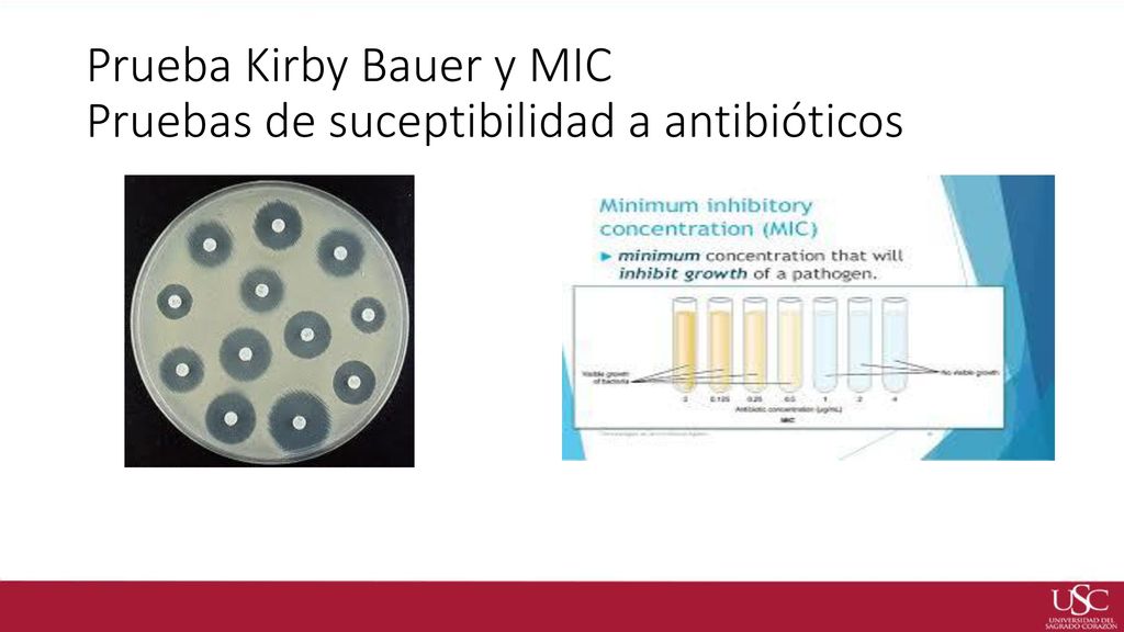 Prueba Kirby Bauer y MIC Pruebas de suceptibilidad a antibióticos