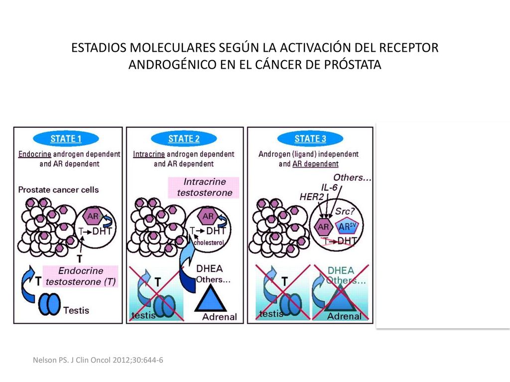 ESTADIOS MOLECULARES SEGÚN LA ACTIVACIÓN DEL RECEPTOR ANDROGÉNICO EN EL CÁNCER DE PRÓSTATA