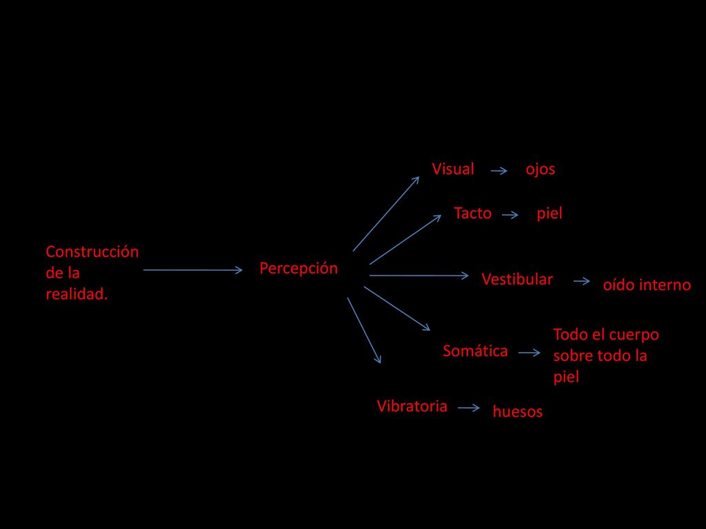 Visual ojos. Tacto. piel. Construcción de la realidad. Percepción. Vestibular. oído interno. Todo el cuerpo sobre todo la piel.