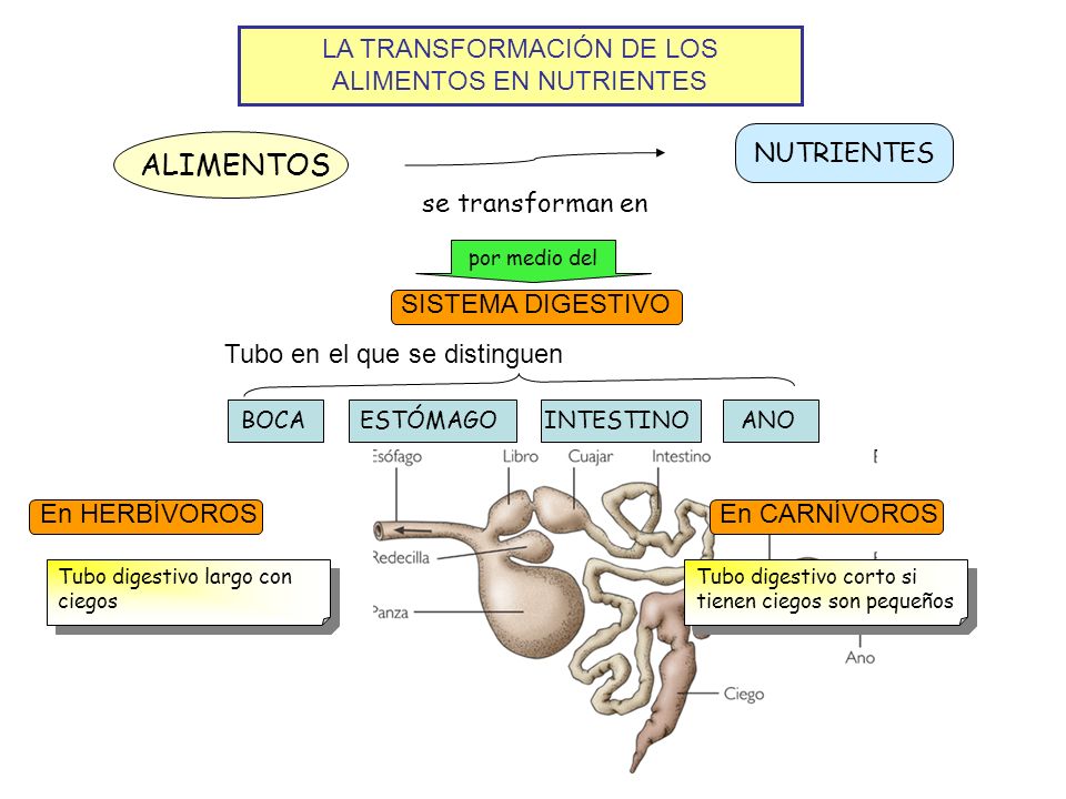 LA TRANSFORMACIÓN DE LOS ALIMENTOS EN NUTRIENTES