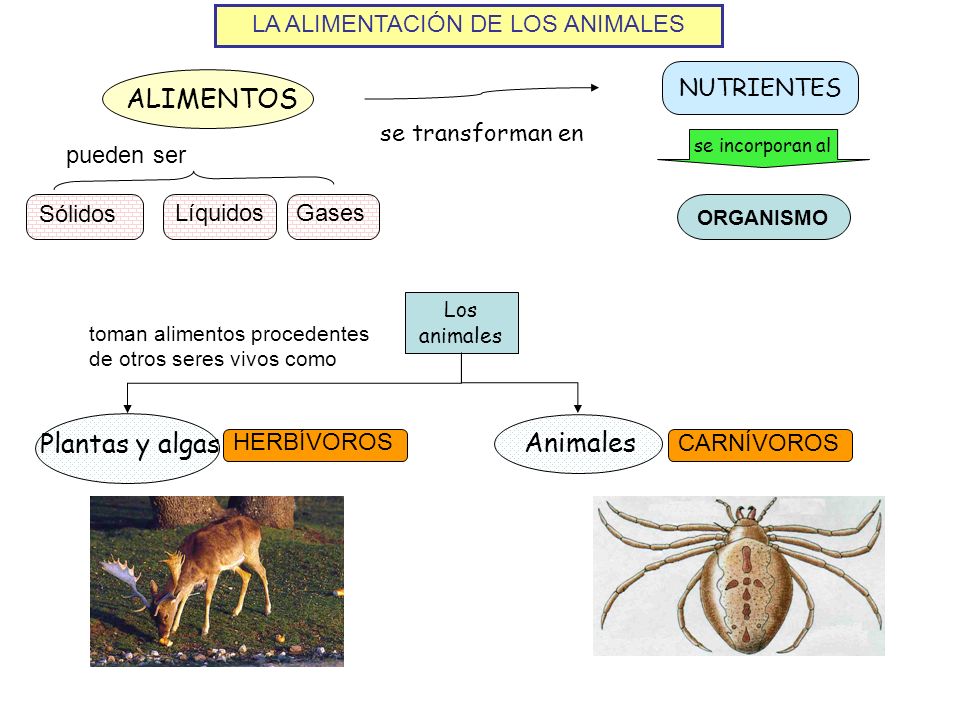 LA ALIMENTACIÓN DE LOS ANIMALES