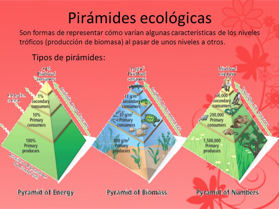 Pirámides ecológicas Tipos de pirámides: