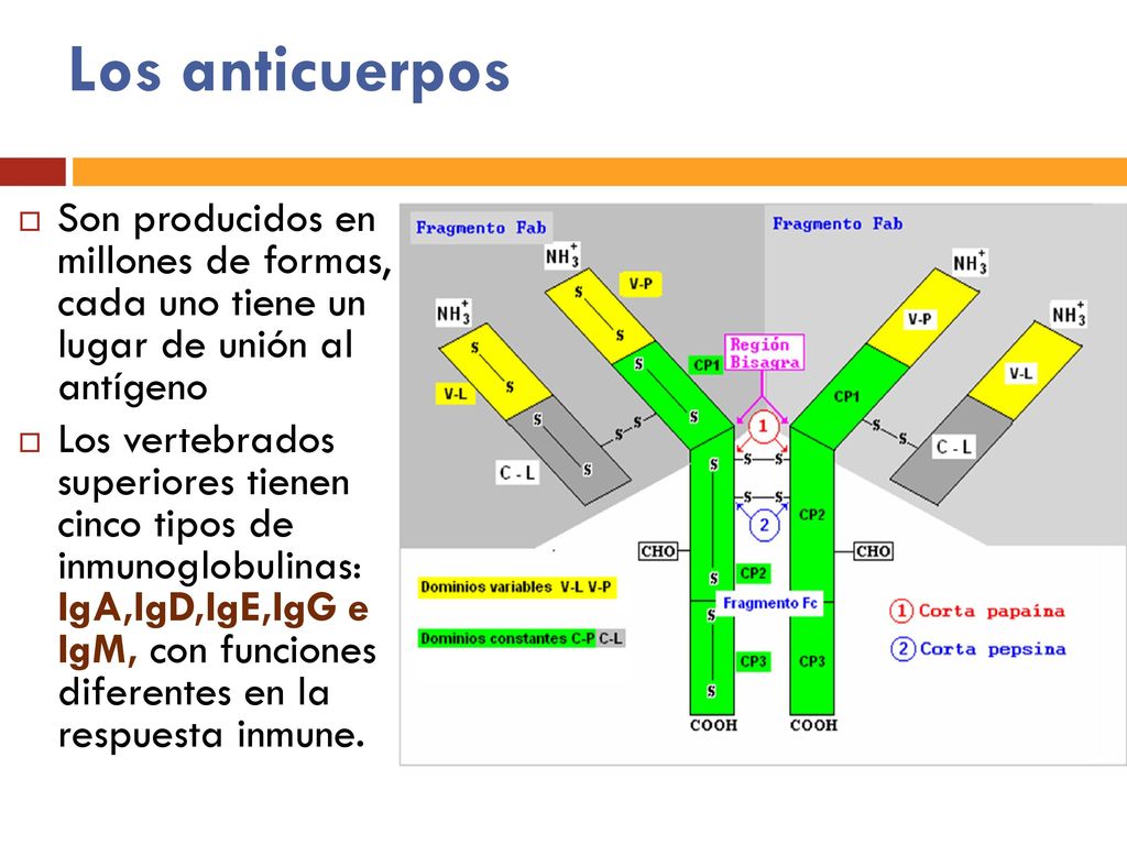 Los anticuerpos Son producidos en millones de formas, cada uno tiene un lugar de unión al antígeno.