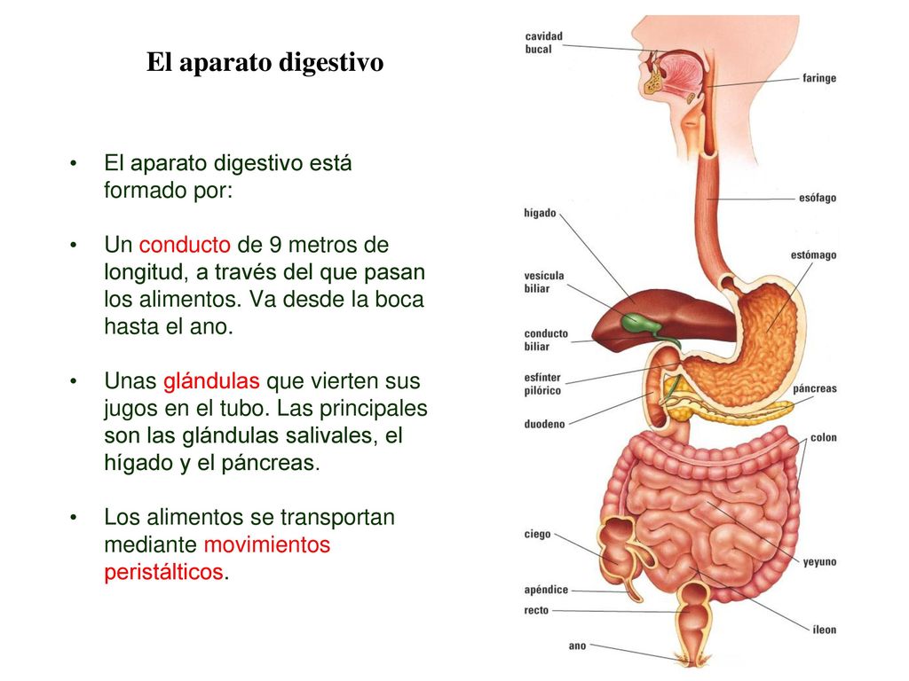 02 El aparato digestivo El aparato digestivo está formado por: