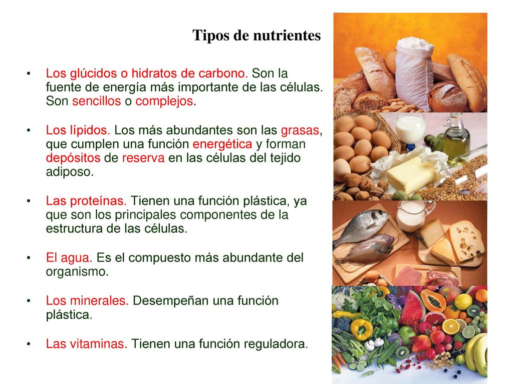 02 Tipos de nutrientes. Los glúcidos o hidratos de carbono. Son la fuente de energía más importante de las células. Son sencillos o complejos.