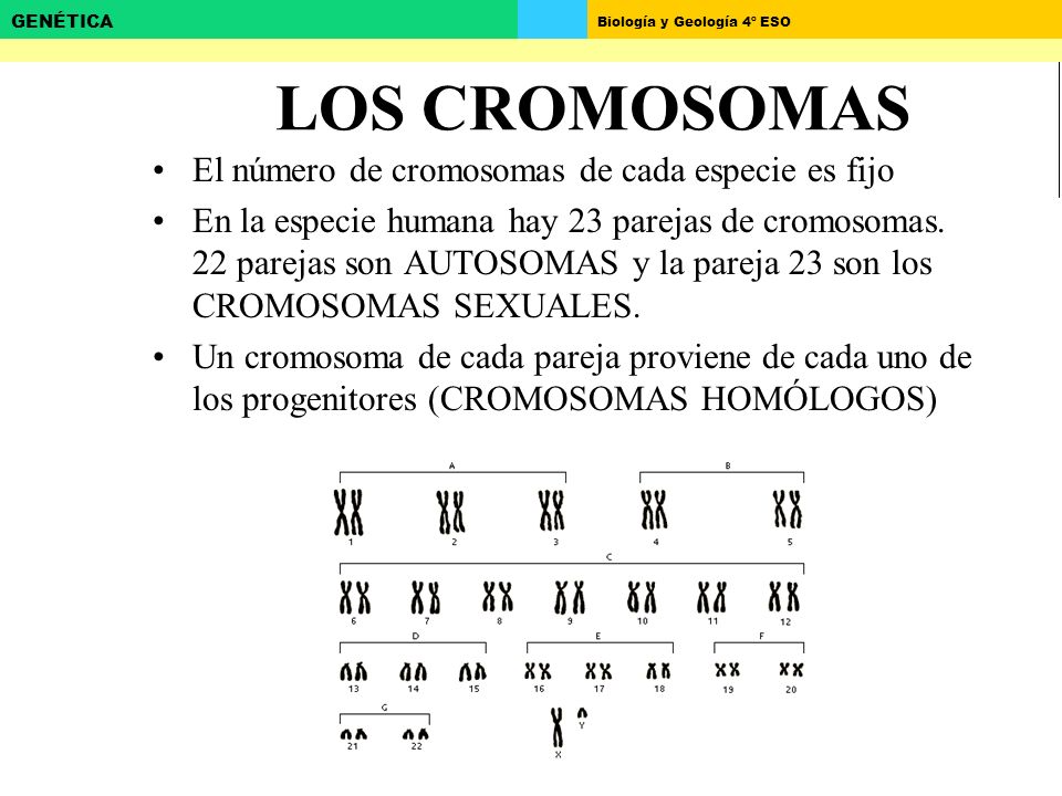 LOS CROMOSOMAS El número de cromosomas de cada especie es fijo