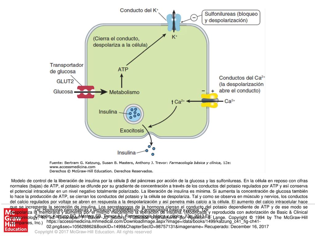 Modelo de control de la liberación de insulina por la célula β del páncreas por acción de la glucosa y las sulfonilureas. En la célula en reposo con cifras normales (bajas) de ATP, el potasio se difunde por su gradiente de concentración a través de los conductos del potasio regulados por ATP y así conserva el potencial intracelular en un nivel negativo totalmente polarizado. La liberación de insulina es mínima. Si aumenta la concentración de glucosa también lo hace la producción de ATP, se cierran los conductos del potasio y la célula se despolariza. Tal y como se observa en músculo y nervios, los conductos del calcio regulados por voltaje se abren en respuesta a la despolarización y así penetra más calcio a la célula. El aumento del calcio intracelular hace que se incremente la secreción de insulina. Los secretagogos de la hormona cierran el conducto del potasio dependiente de ATP y de ese modo se despolariza la membrana y aumenta por el mismo mecanismo la liberación de insulina. (Modificada y reproducida con autorización de Basic & Clinical Endocrinology, 4th ed. Greenspan F, Baxter JD [editors]: Publicado originalmente por Appleton & Lange. Copyright © 1994 by The McGraw-Hill Companies, Inc.)