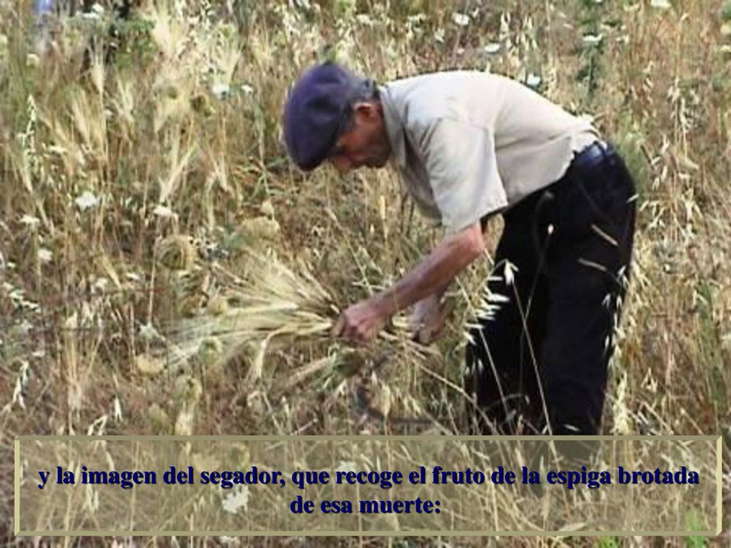 y la imagen del segador, que recoge el fruto de la espiga brotada de esa muerte: