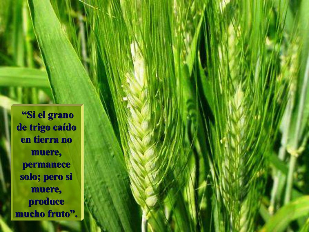 Si el grano de trigo caído en tierra no muere, permanece solo; pero si muere, produce mucho fruto .