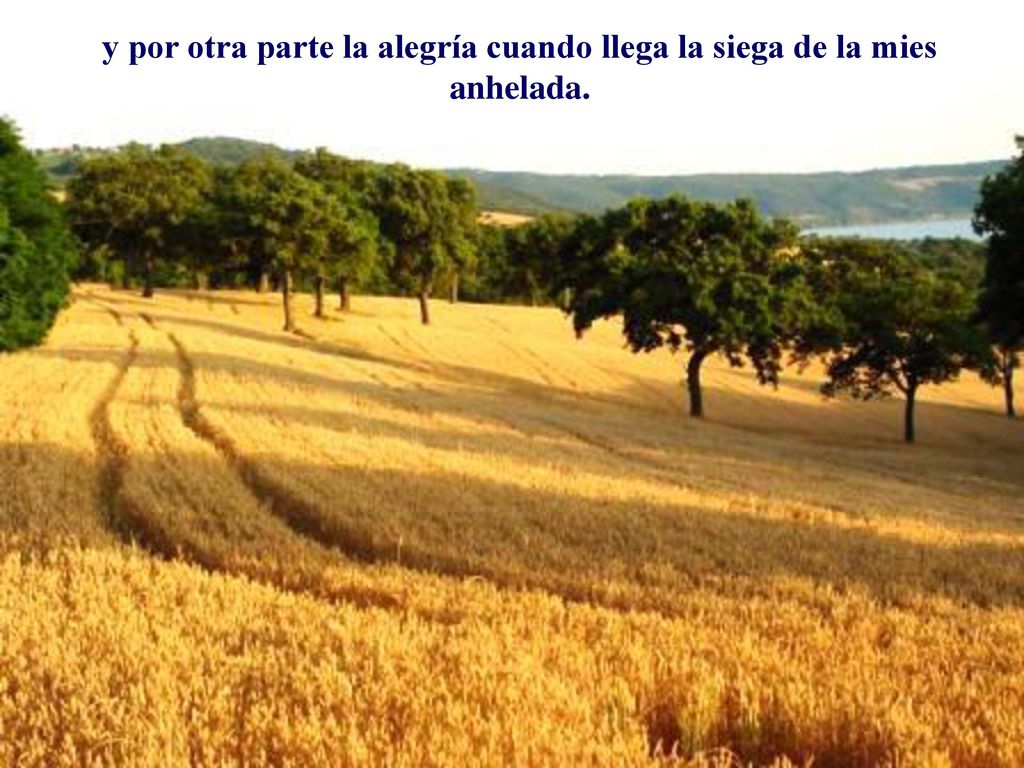 y por otra parte la alegría cuando llega la siega de la mies anhelada.