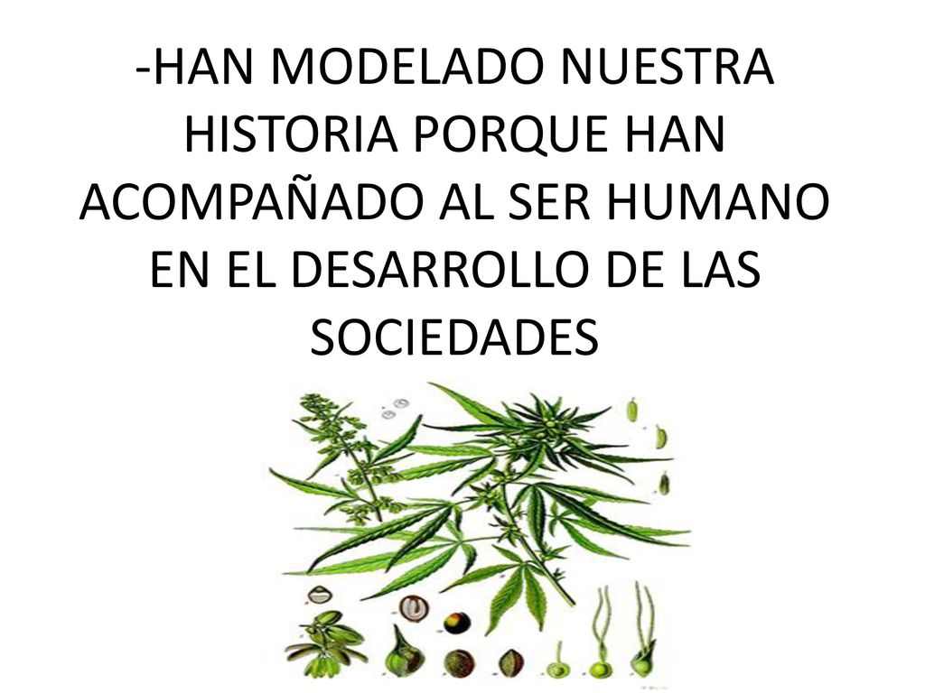 -HAN MODELADO NUESTRA HISTORIA PORQUE HAN ACOMPAÑADO AL SER HUMANO EN EL DESARROLLO DE LAS SOCIEDADES