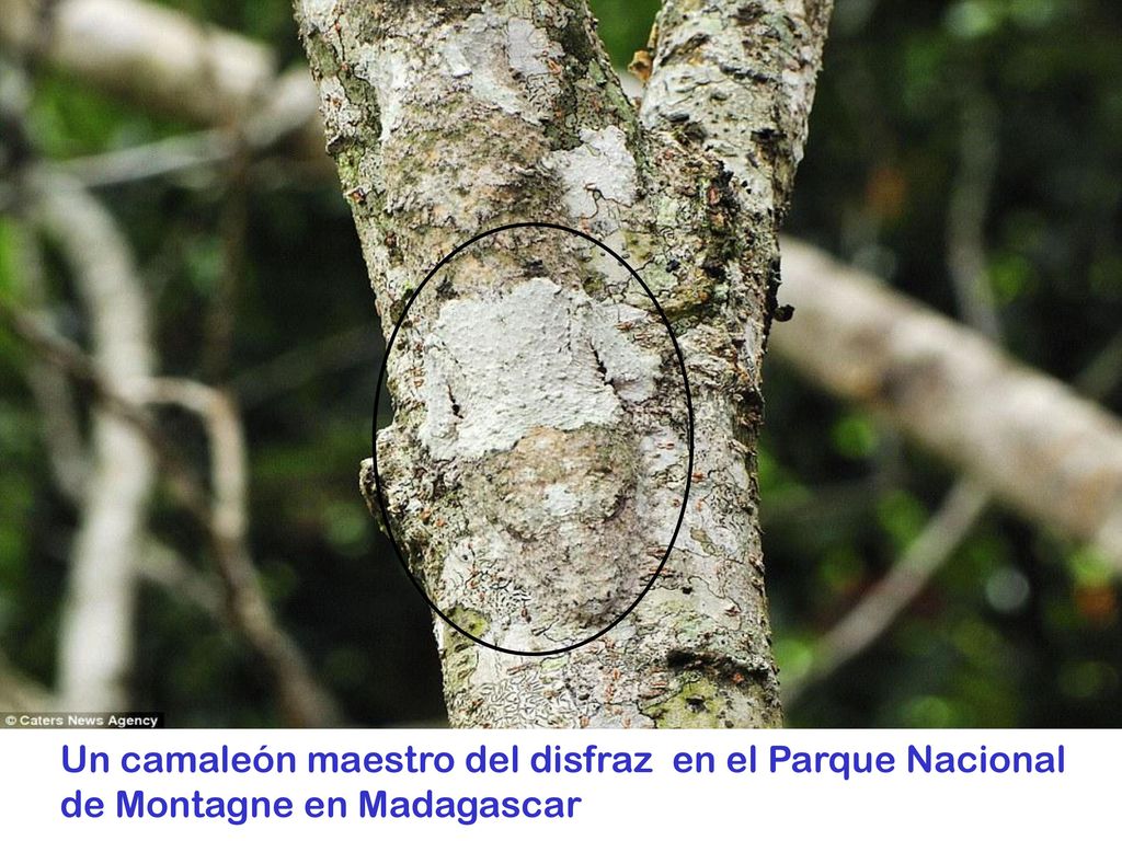 Un camaleón maestro del disfraz en el Parque Nacional de Montagne en Madagascar