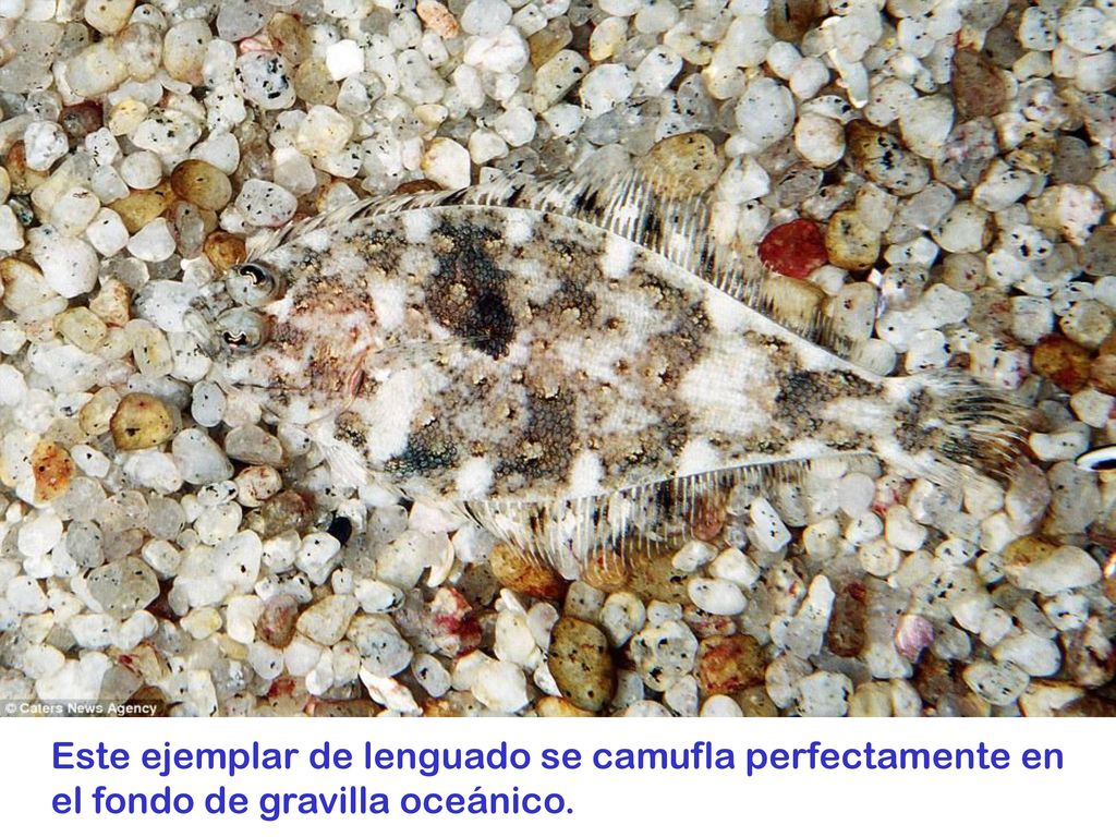 Este ejemplar de lenguado se camufla perfectamente en el fondo de gravilla oceánico.