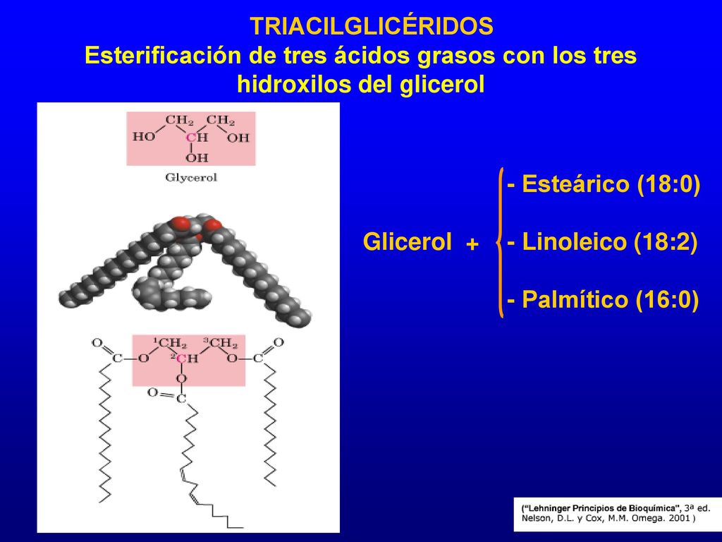 TRIACILGLICÉRIDOS Esterificación de tres ácidos grasos con los tres hidroxilos del glicerol. - Esteárico (18:0)