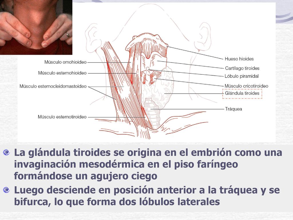 La glándula tiroides se origina en el embrión como una invaginación mesodérmica en el piso faríngeo formándose un agujero ciego