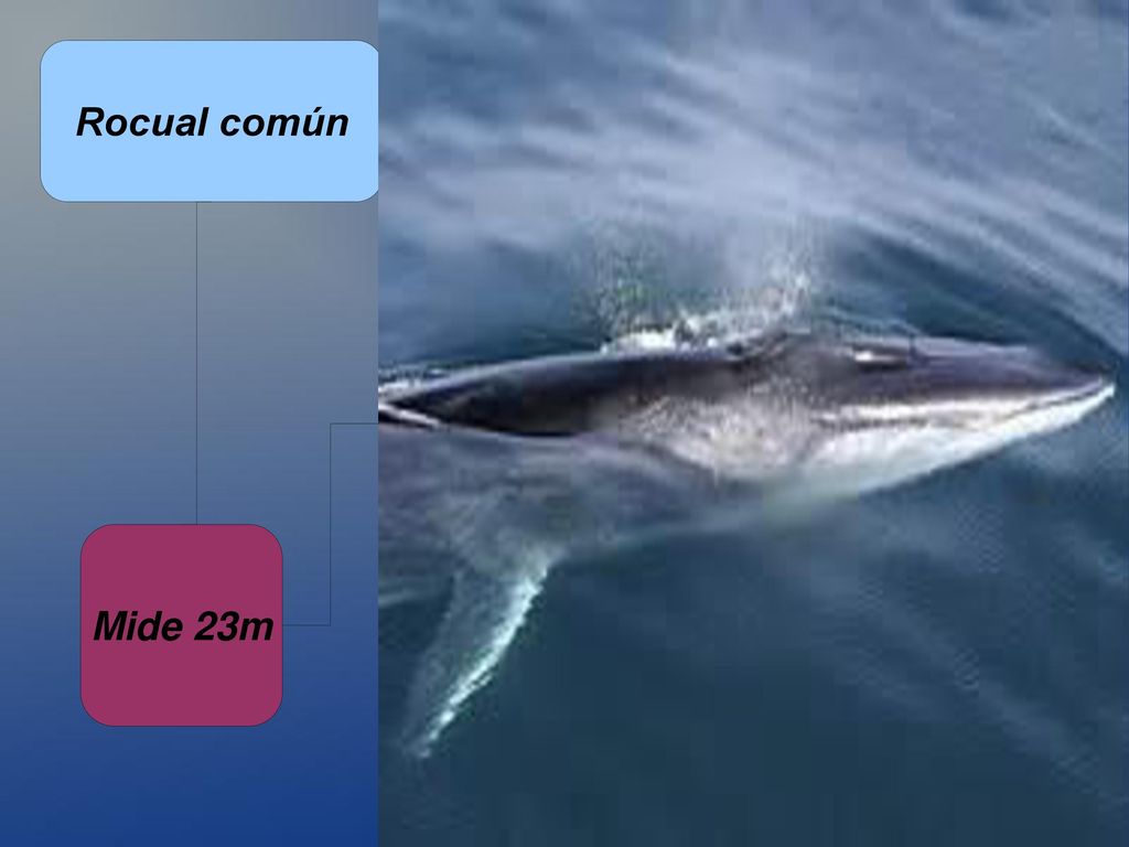 Por:ismail sbai arbaoui - ppt descargar