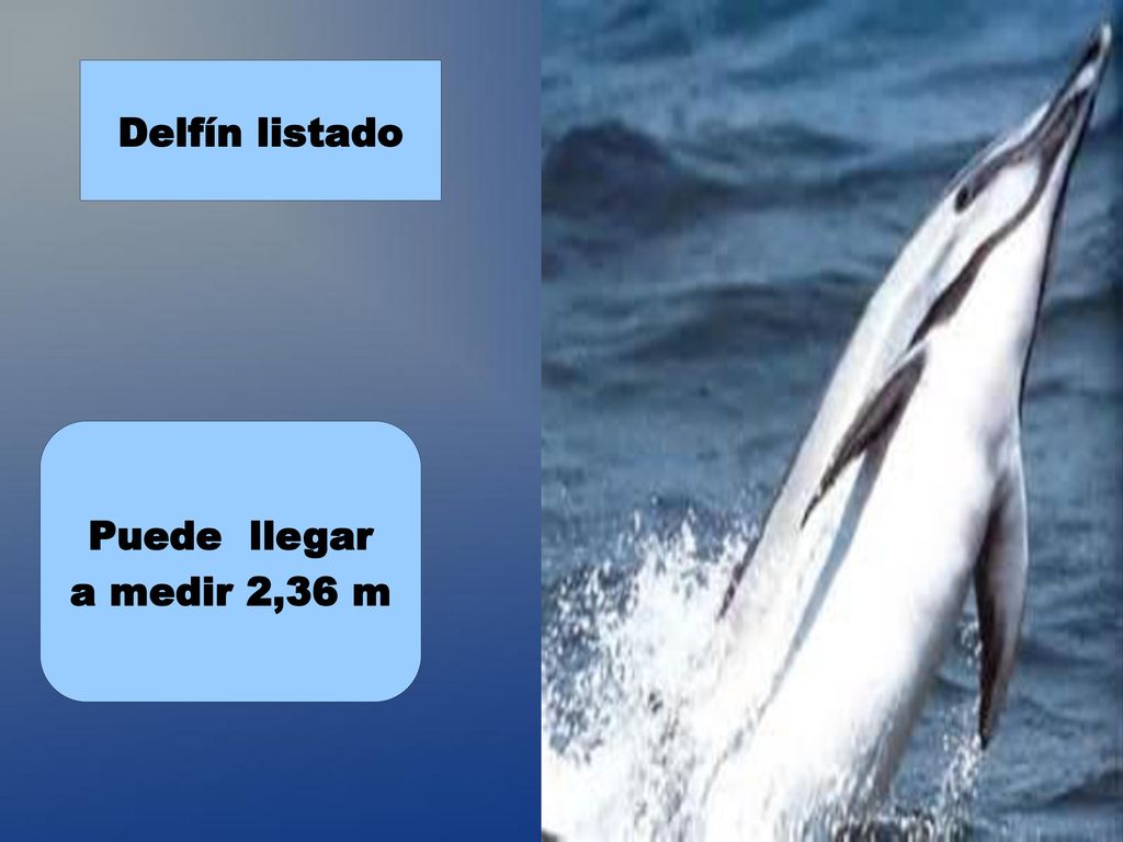Delfín listado Puede llegar a medir 2,36 m