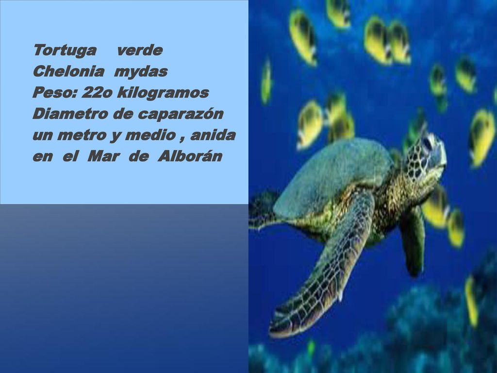 Tortuga verde Chelonia mydas. Peso: 22o kilogramos. Diametro de caparazón. un metro y medio , anida.
