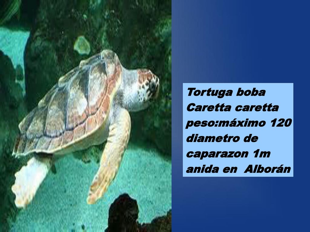 Tortuga boba Caretta caretta peso:máximo 120 diametro de caparazon 1m anida en Alborán