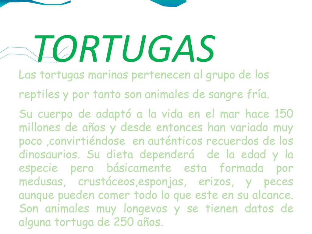TORTUGAS Las tortugas marinas pertenecen al grupo de los