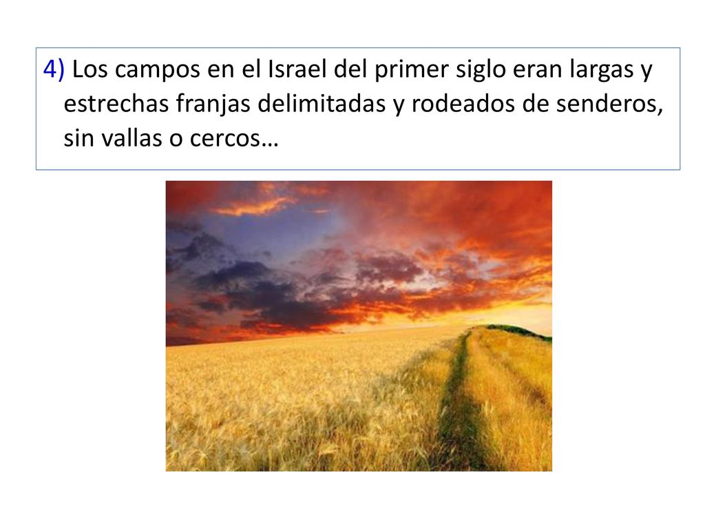 4) Los campos en el Israel del primer siglo eran largas y estrechas franjas delimitadas y rodeados de senderos, sin vallas o cercos…