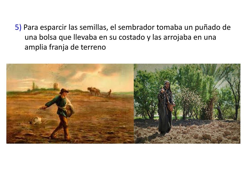 5) Para esparcir las semillas, el sembrador tomaba un puñado de una bolsa que llevaba en su costado y las arrojaba en una amplia franja de terreno