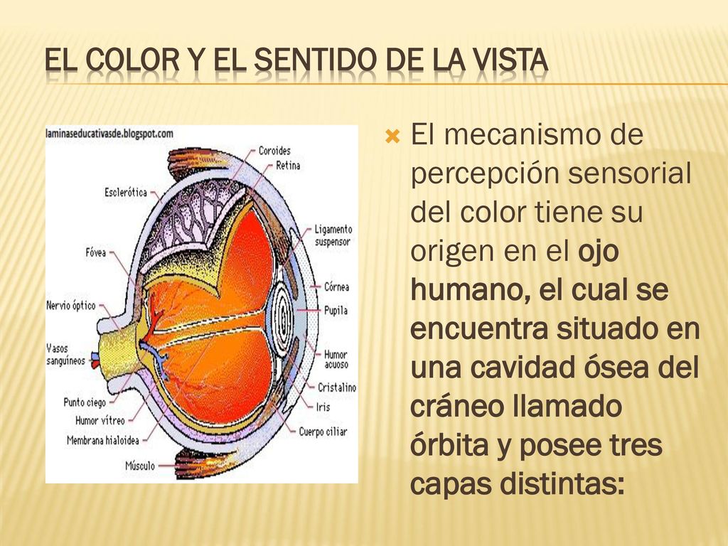 El color y el sentido de la vista