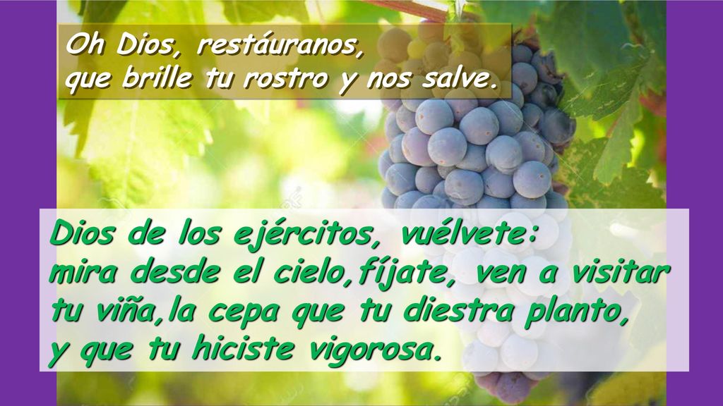 tu viña,la cepa que tu diestra planto, y que tu hiciste vigorosa.