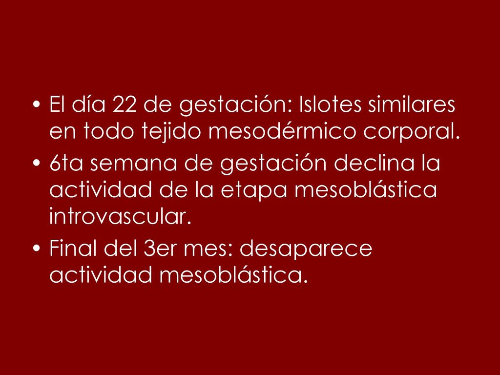 El día 22 de gestación: Islotes similares en todo tejido mesodérmico corporal.